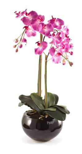 Come curare le orchidee